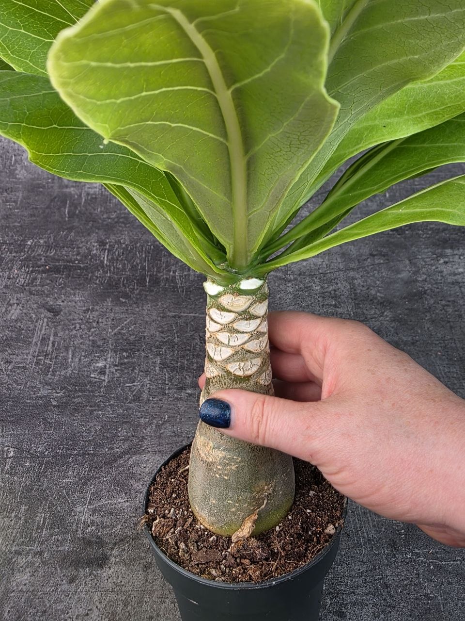 Brighamia insignis 12 cm