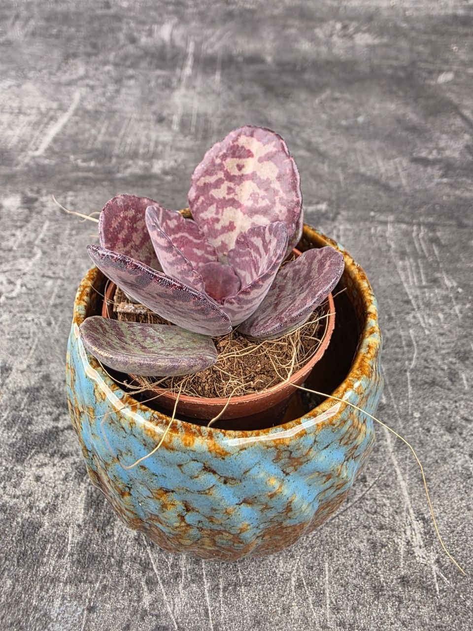 Kalanchoe Zebra mini