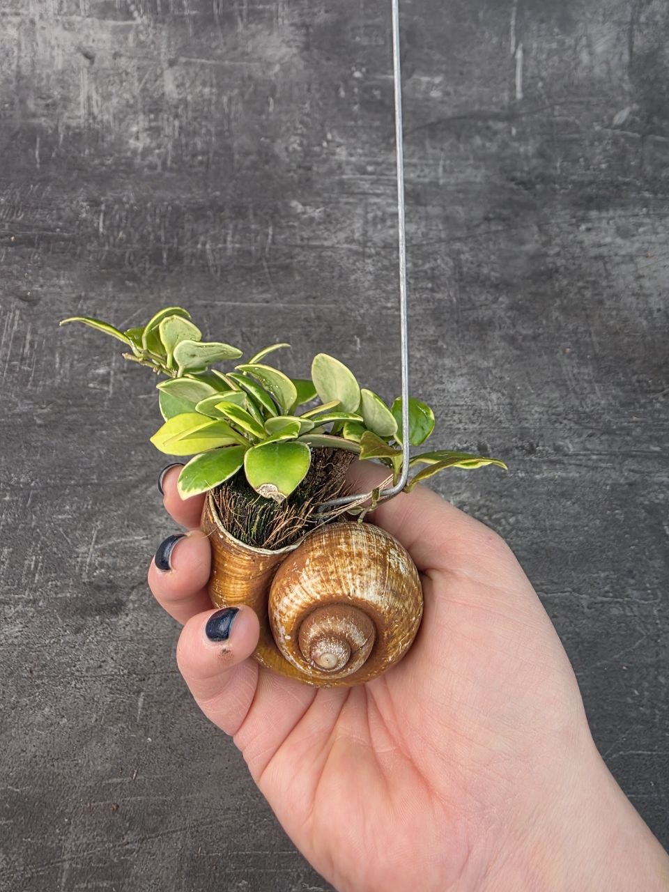 Hoya ve šnečí ulitě heuschkeliana 3
