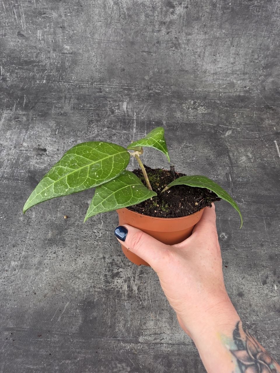 Hoya Verticillata
