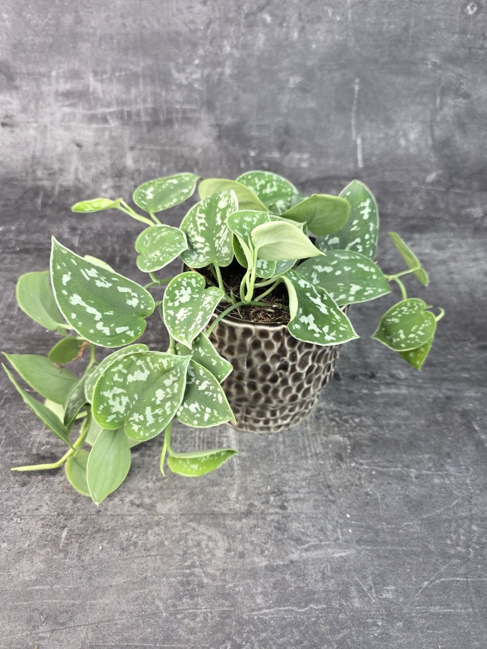 Scindapsus Pictus 'Argyraeus' 12 cm