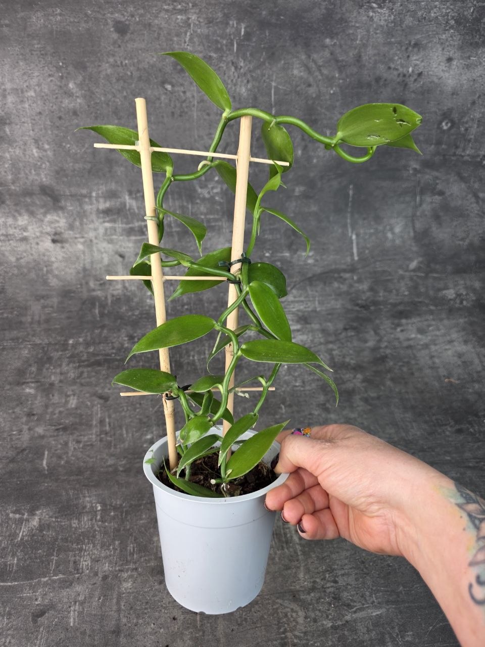 Vanilla Planifolia na žebříku 12 cm