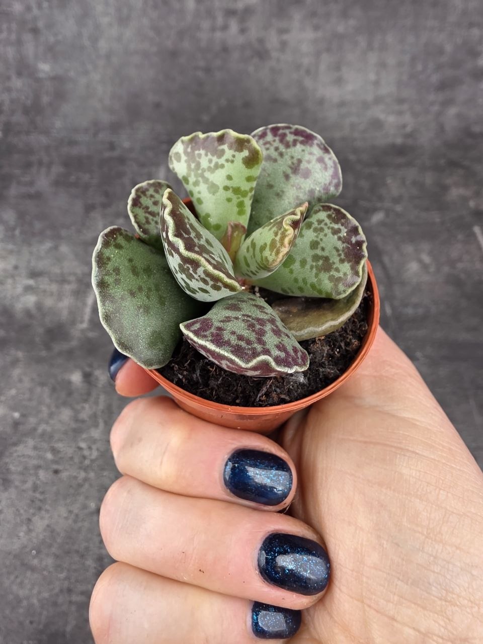 Adromischus cooperii
