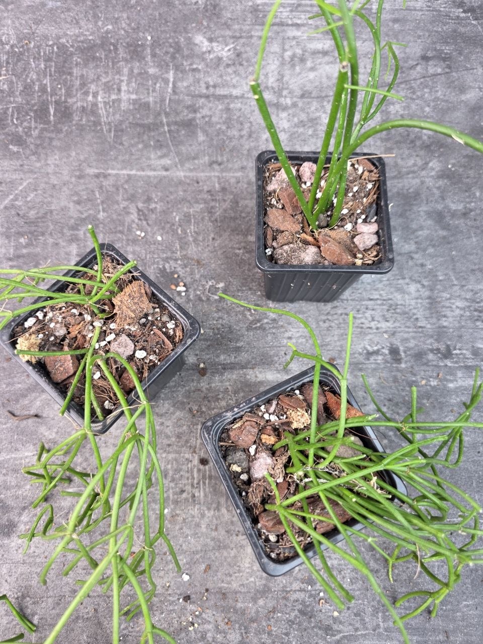 Pěstírna KYTKYshop Rhipsalis Oasis