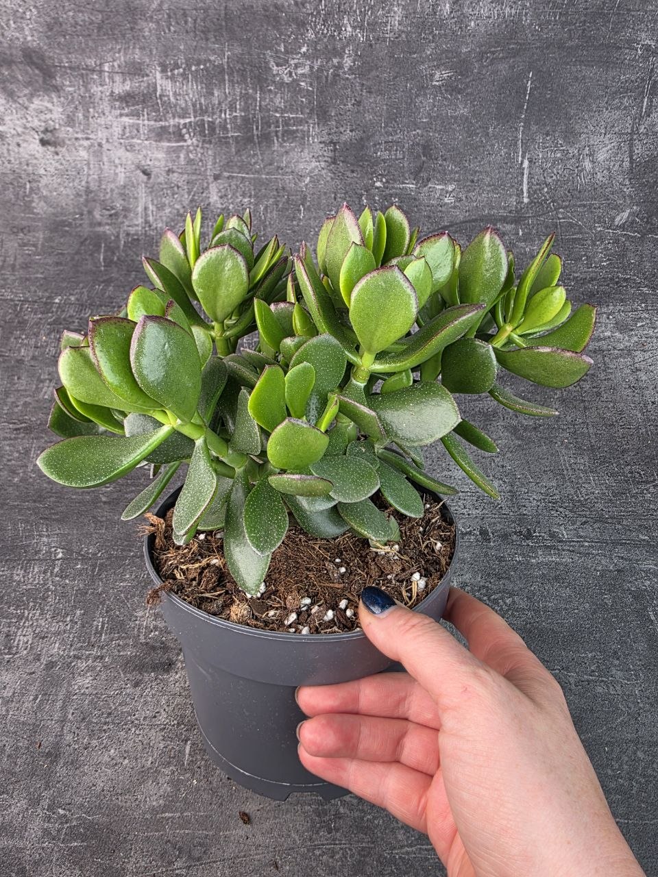 Crassula  Ovata Sunset 17 cm