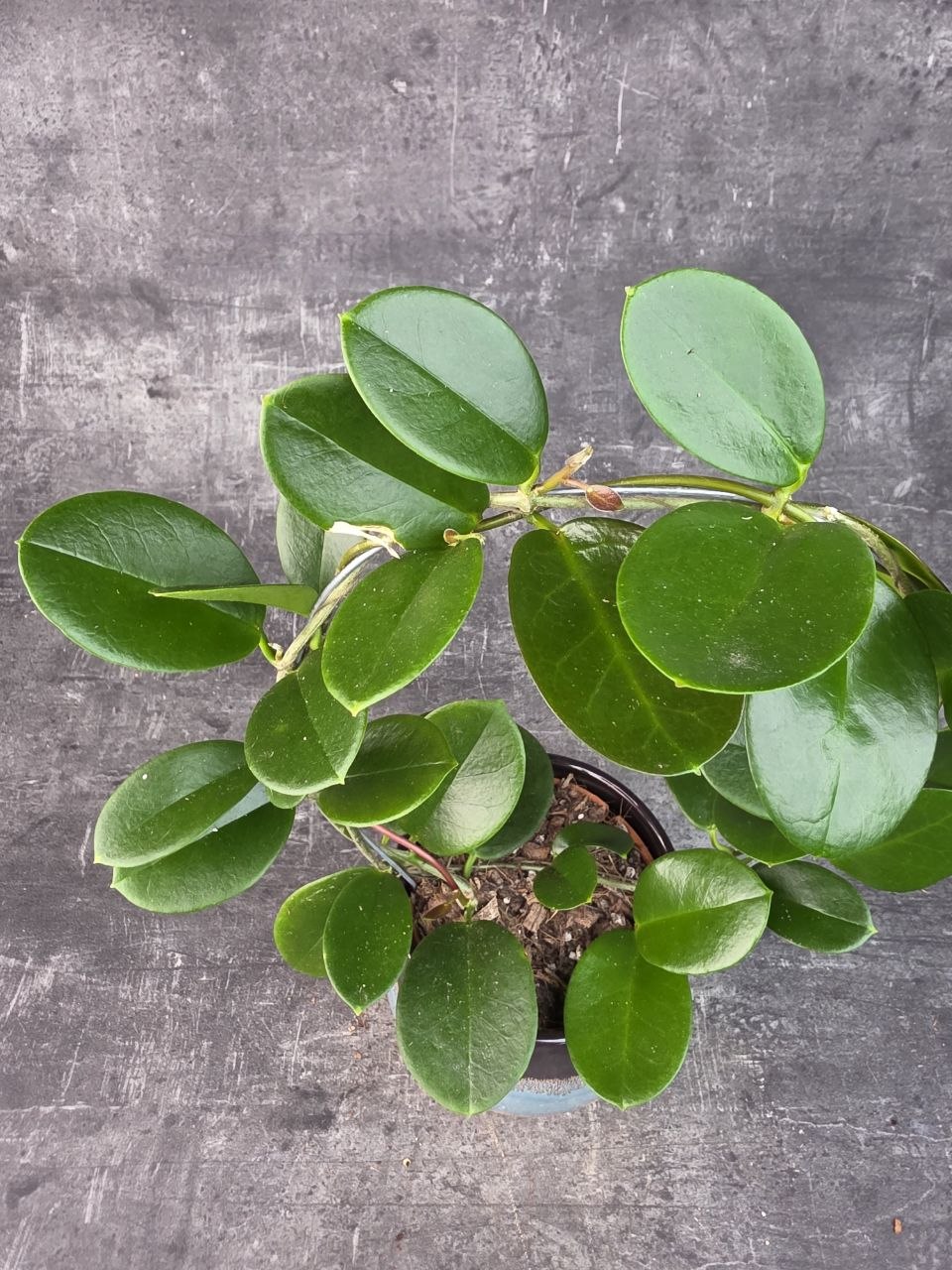 Hoya Australis zelená na kruhu 12 cm
