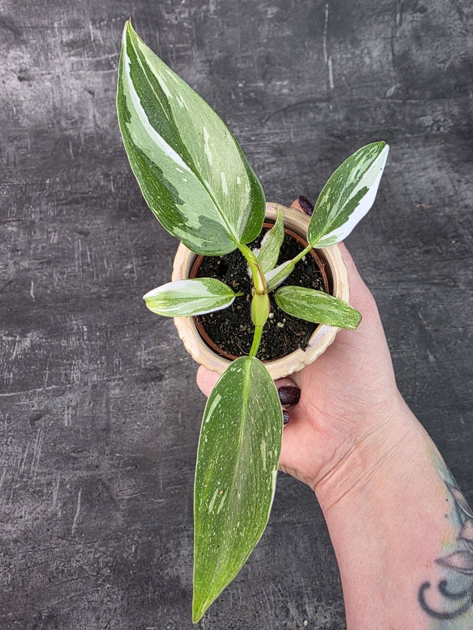 Philodendron White Princess mini