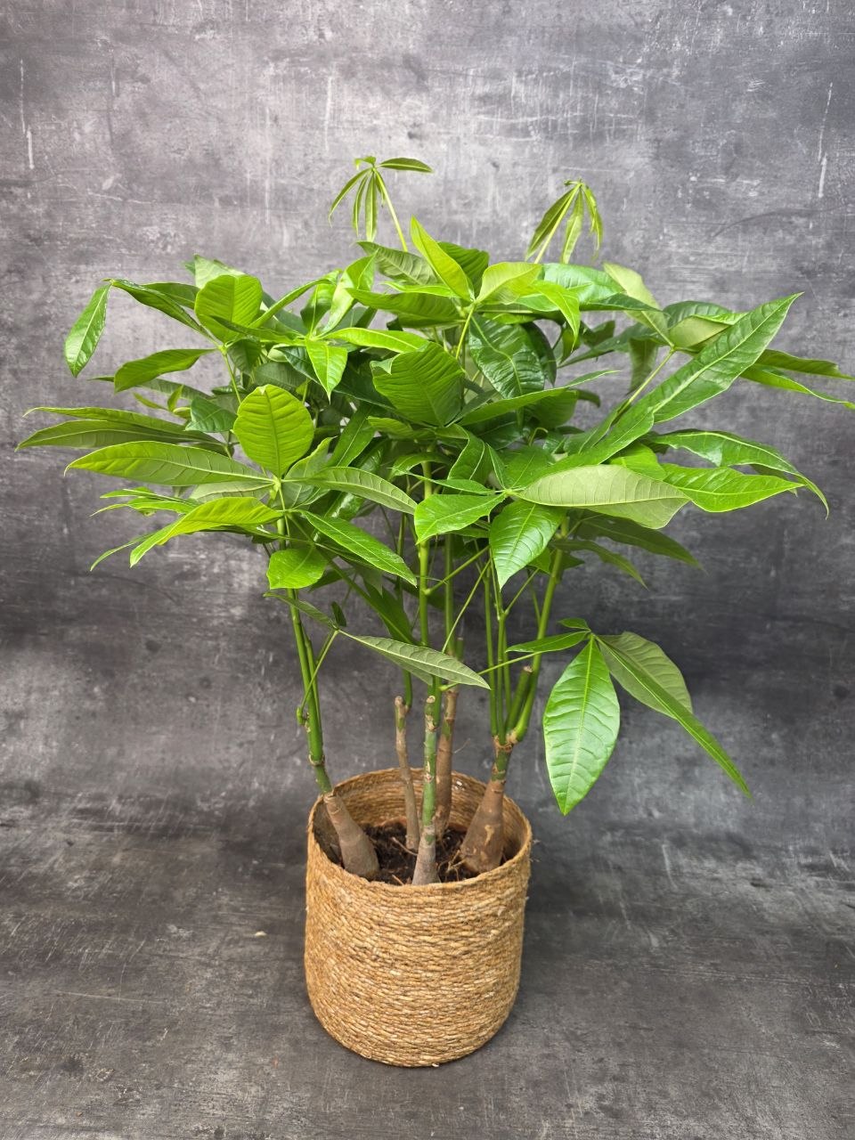 Pachira Aquatica, strom štěstí 19 cm