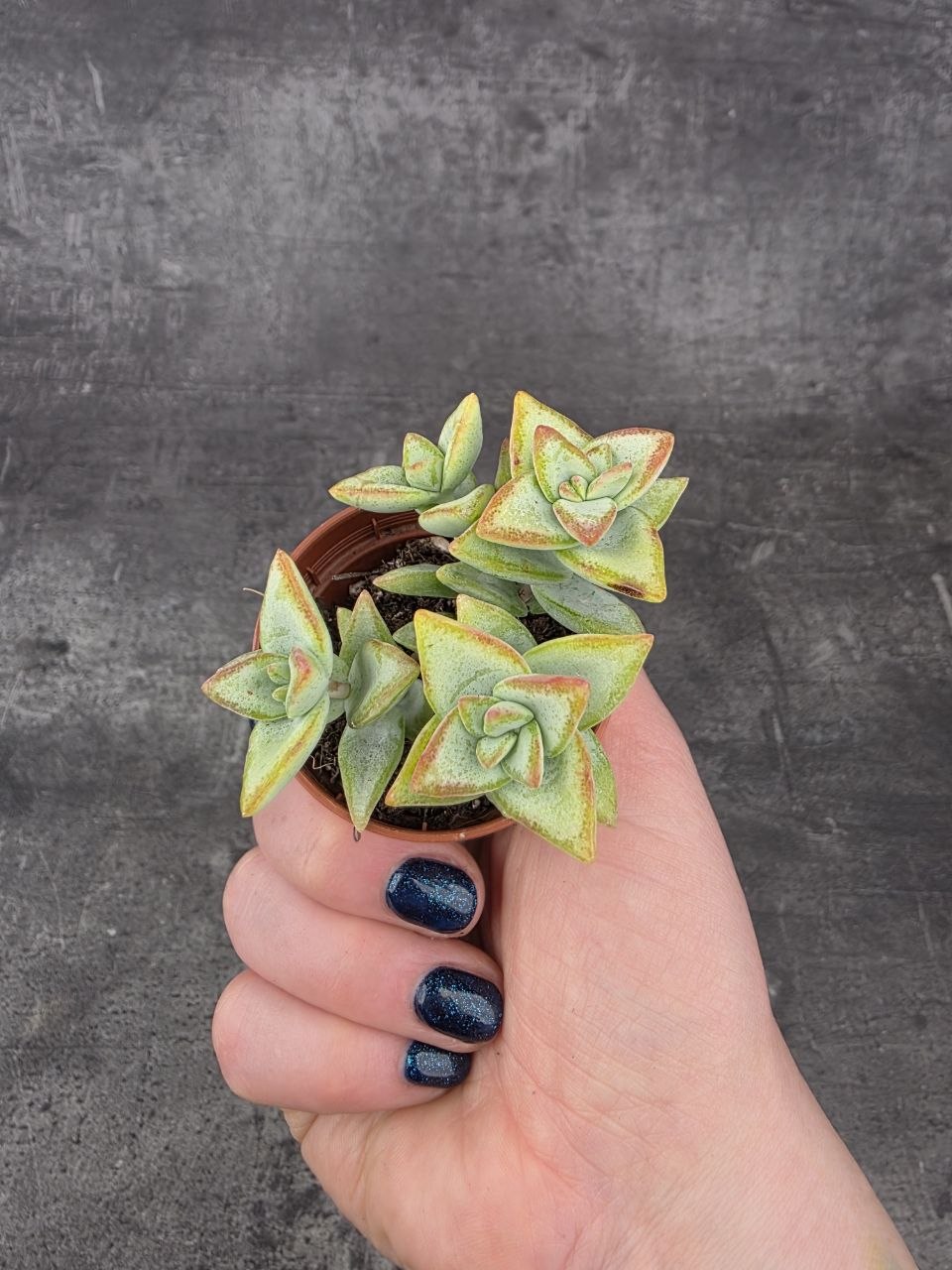 Crassula perforata mini