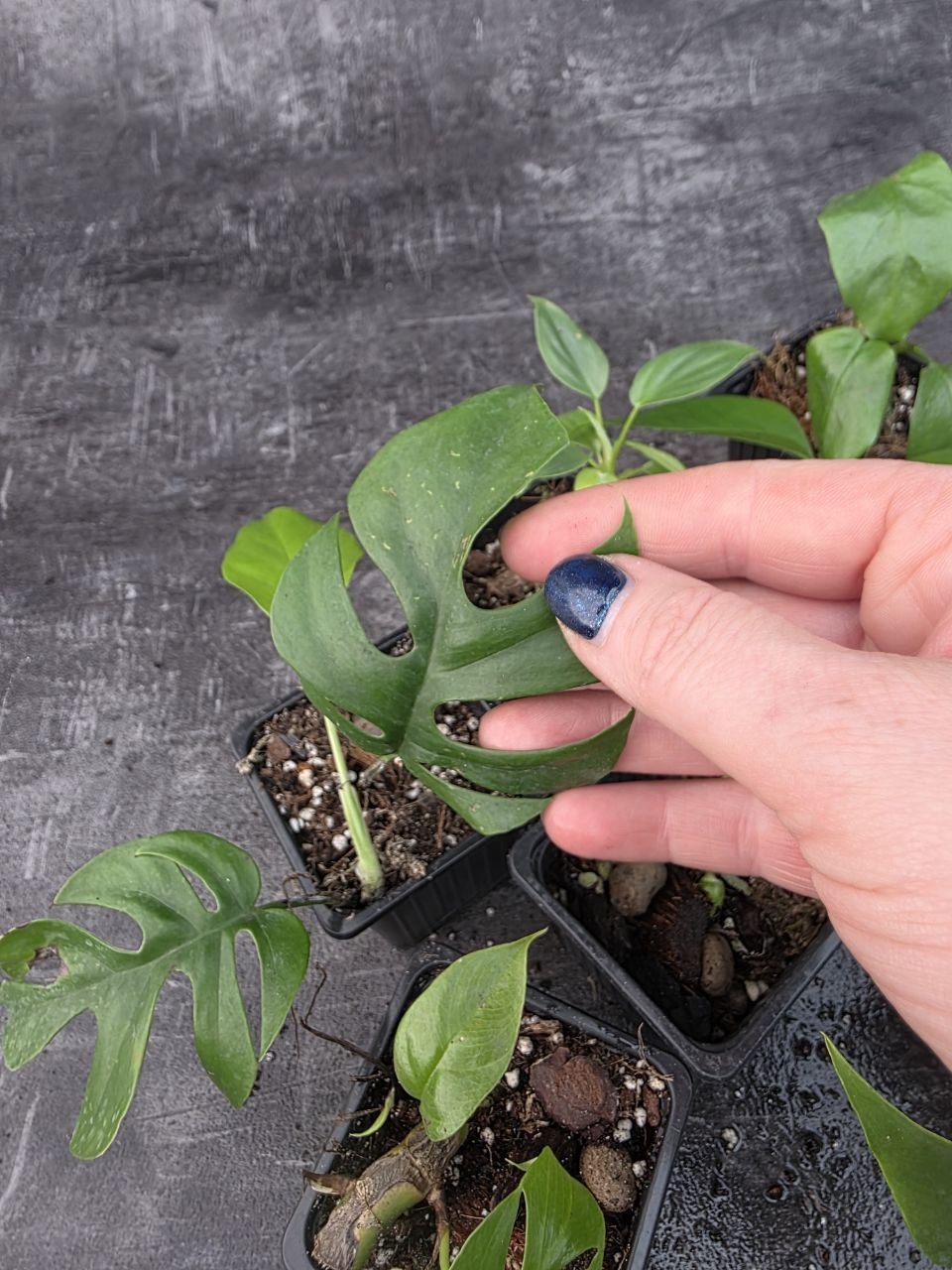 Pěstírna KYTKYshop Rhapidophora Tetrasperma mini