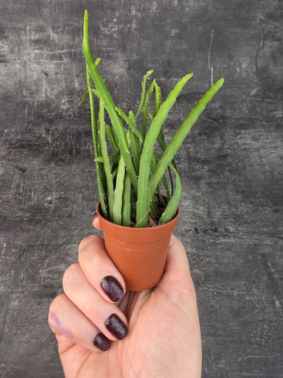 Lepismium Bolivianum mini