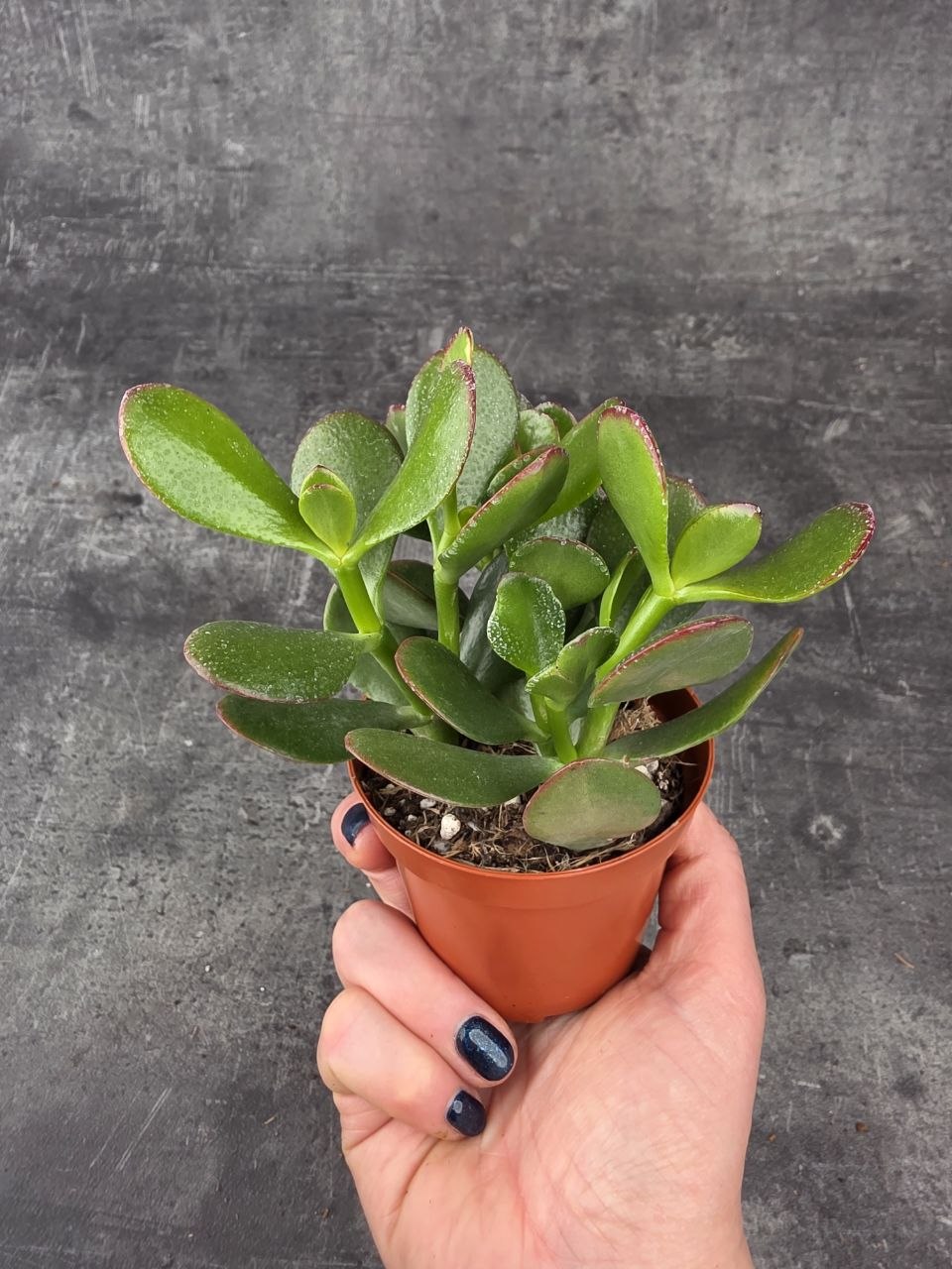 Crassula ovata ‘Sunset’