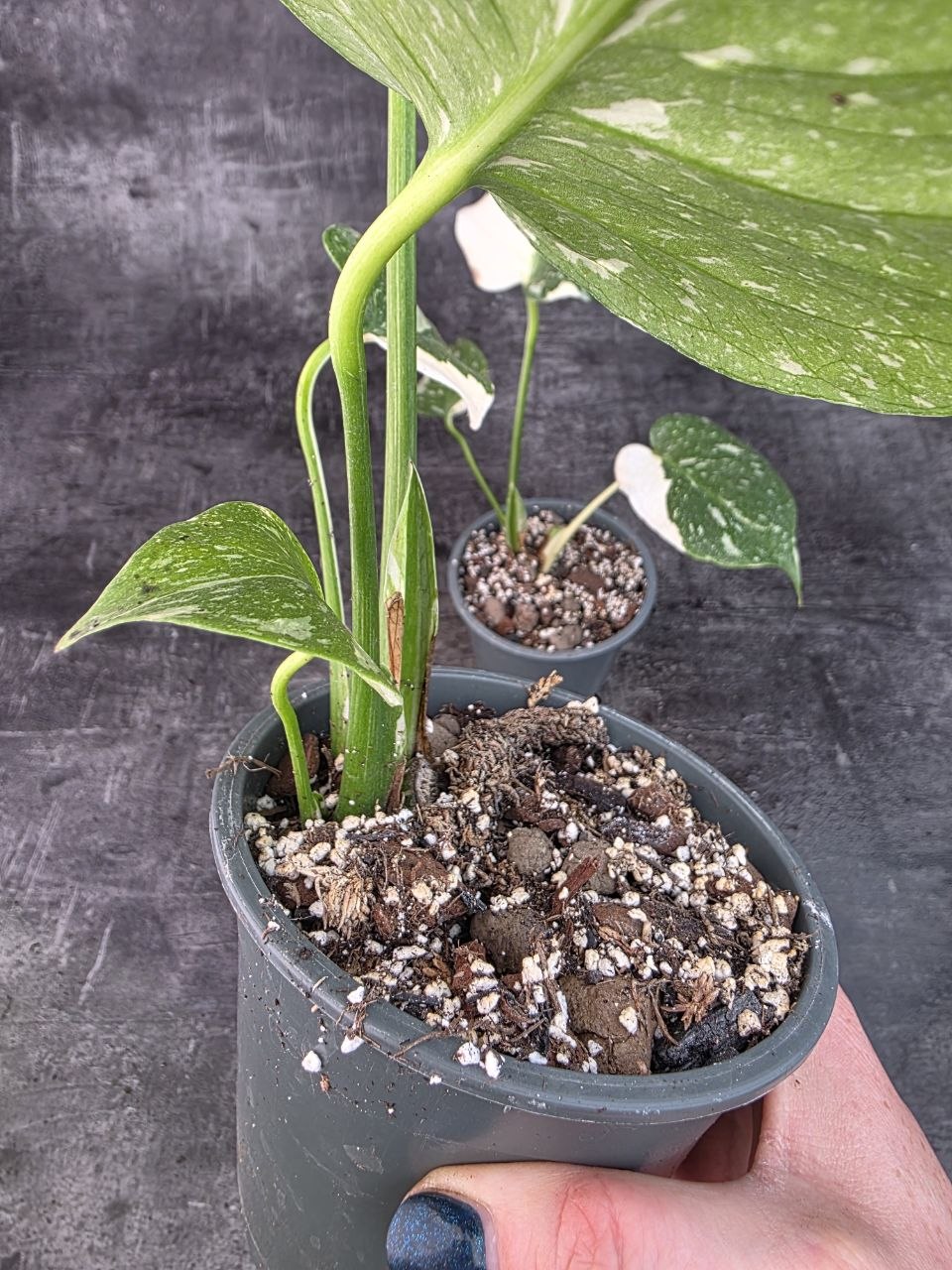 Pěstírna KYTKYshop Monstera Thai