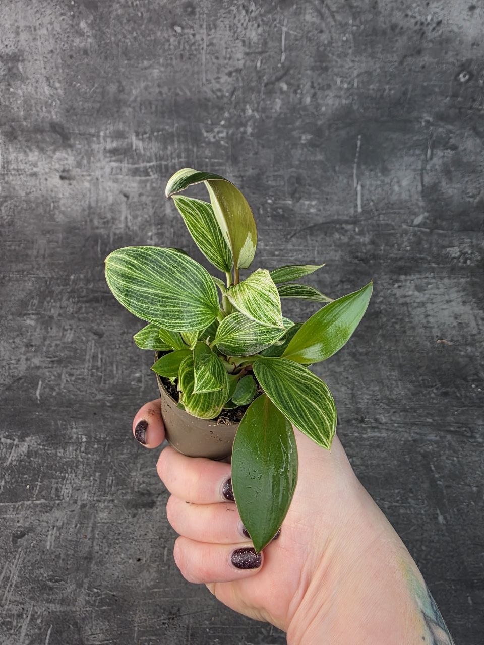 Philodendron White Measure mini
