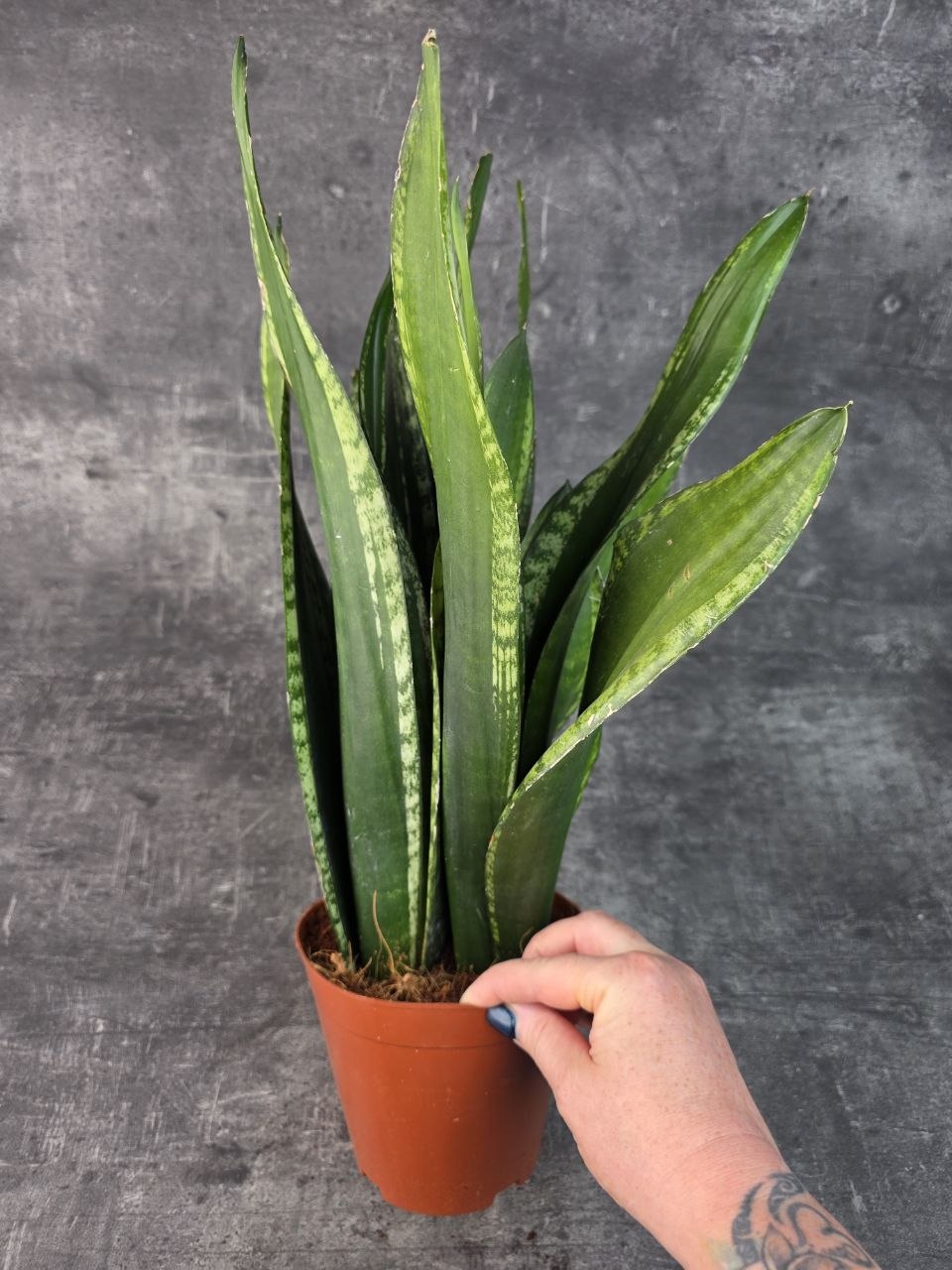 Sansevieria Zeylanica 17 cm