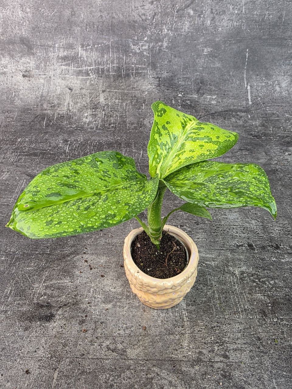 Dieffenbachia Crocodile mini