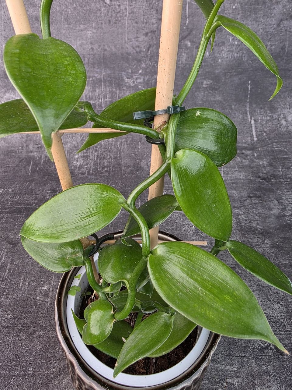 Vanilla Planifolia na žebříku 12 cm