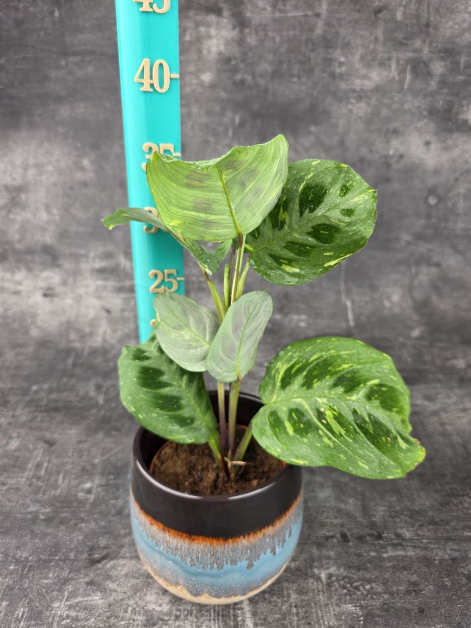 Marantha leuconeura fiesta variegata 12 cm