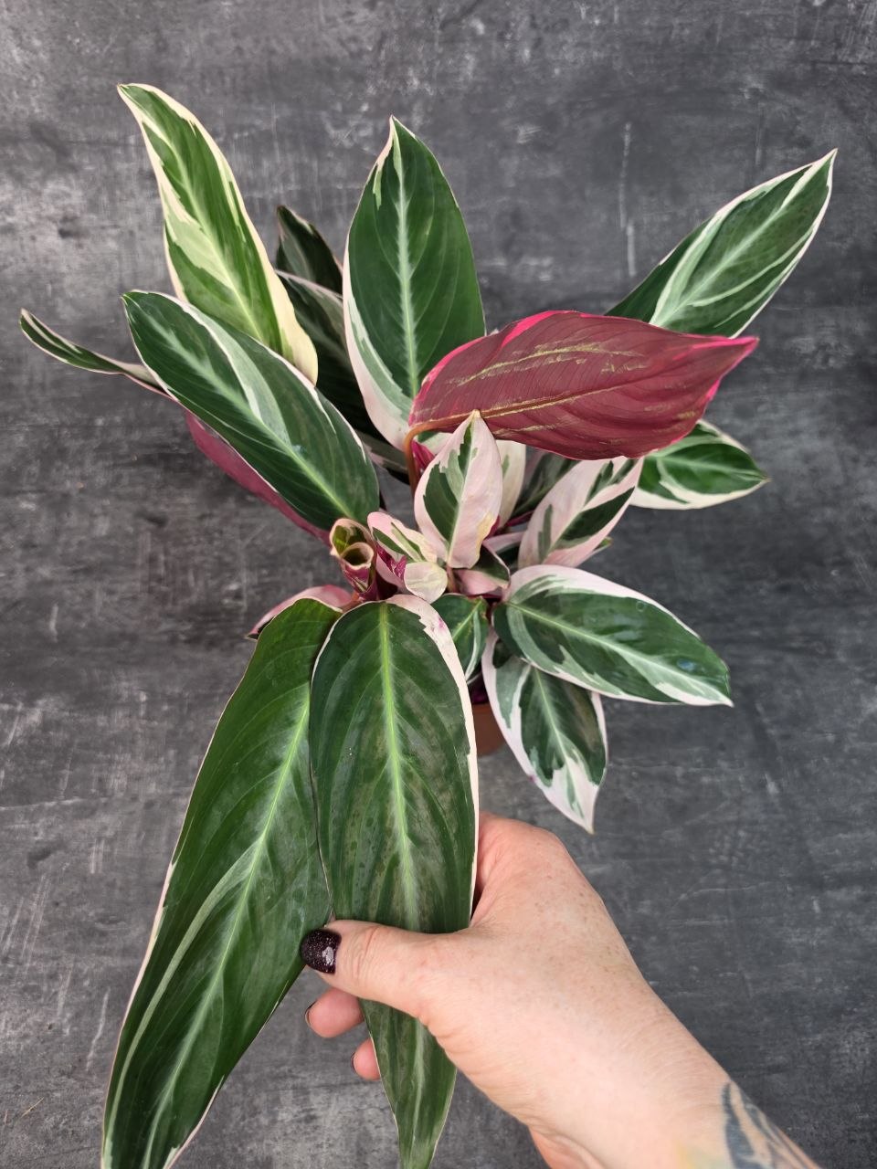 Calathea Triostar 14 cm