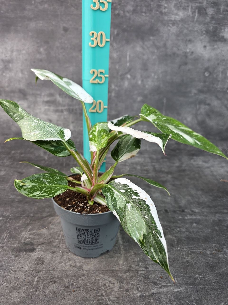 Philodendron White Princess 12 cm