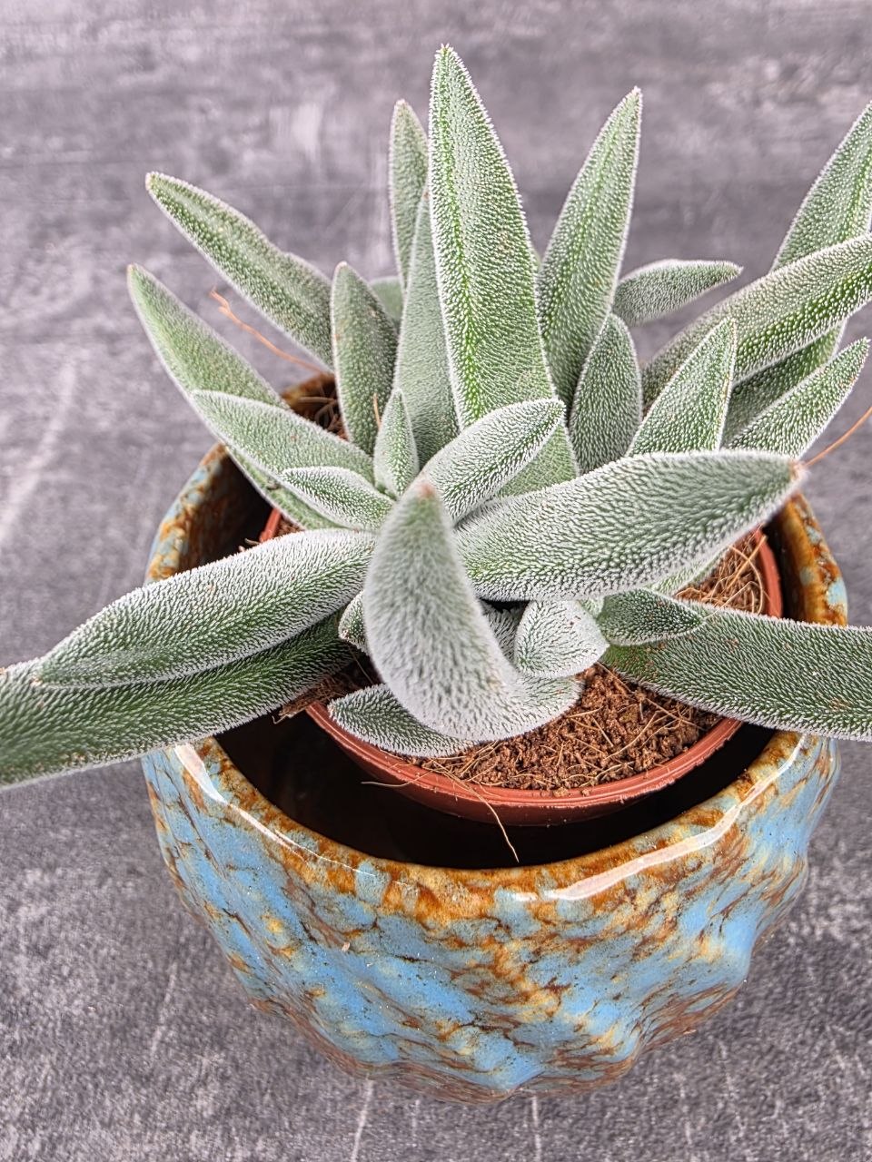 Crassula Tarantula mini