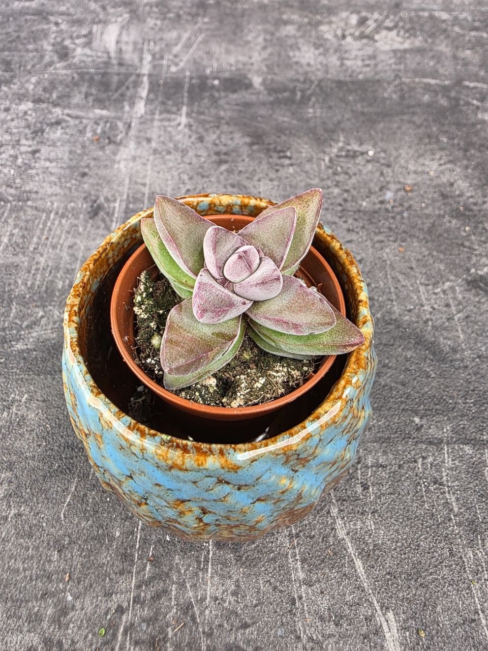 Crassula Crassula ‘Justus Corderoy’ mini