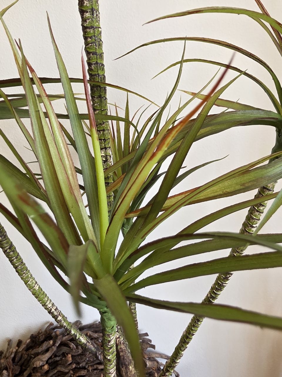 Imitace pokojová rostlina dracaena