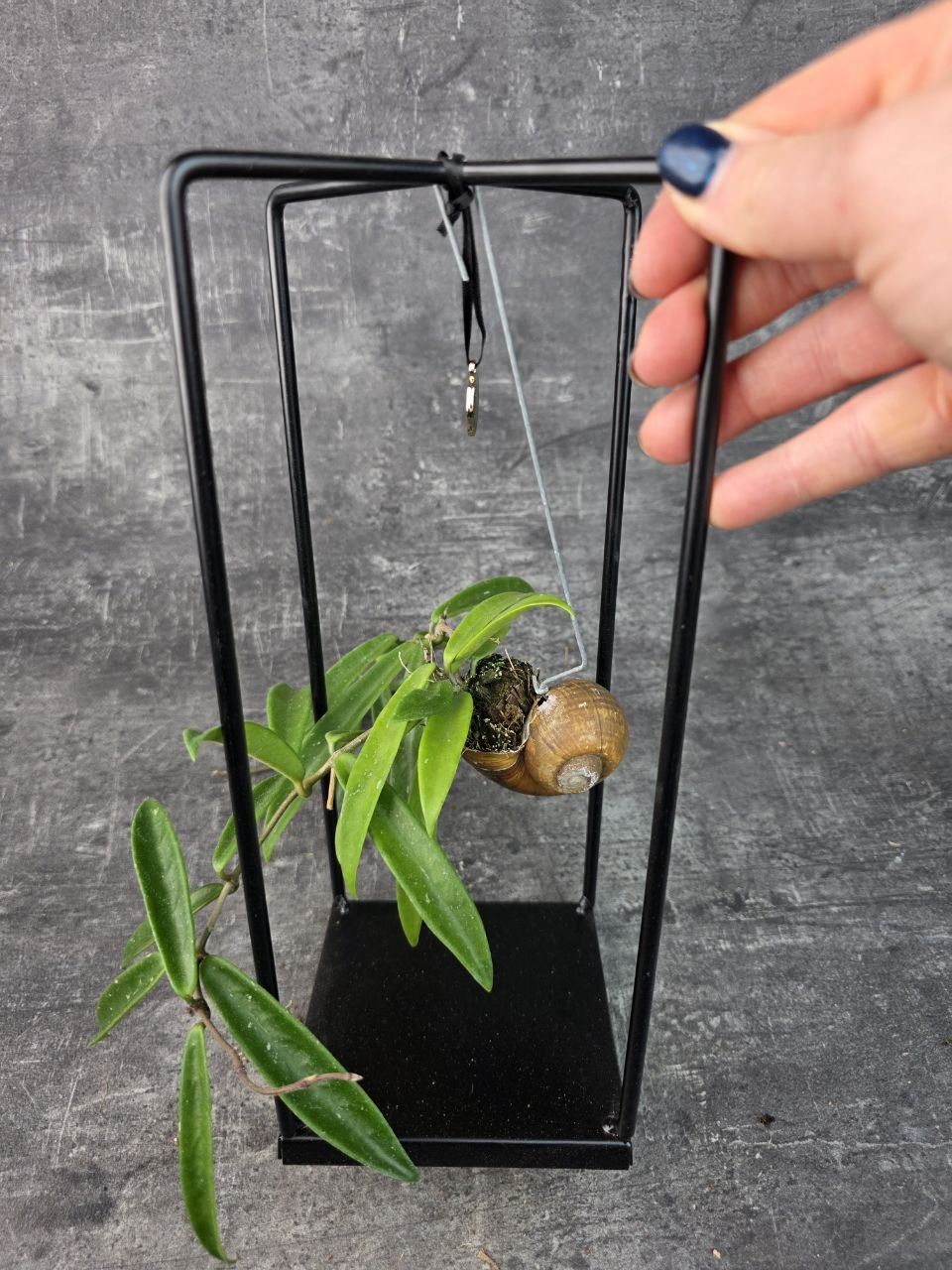 Hoya ve šnečí ulitě a černém čtveratém stojanu Hoya Longifolia (6)