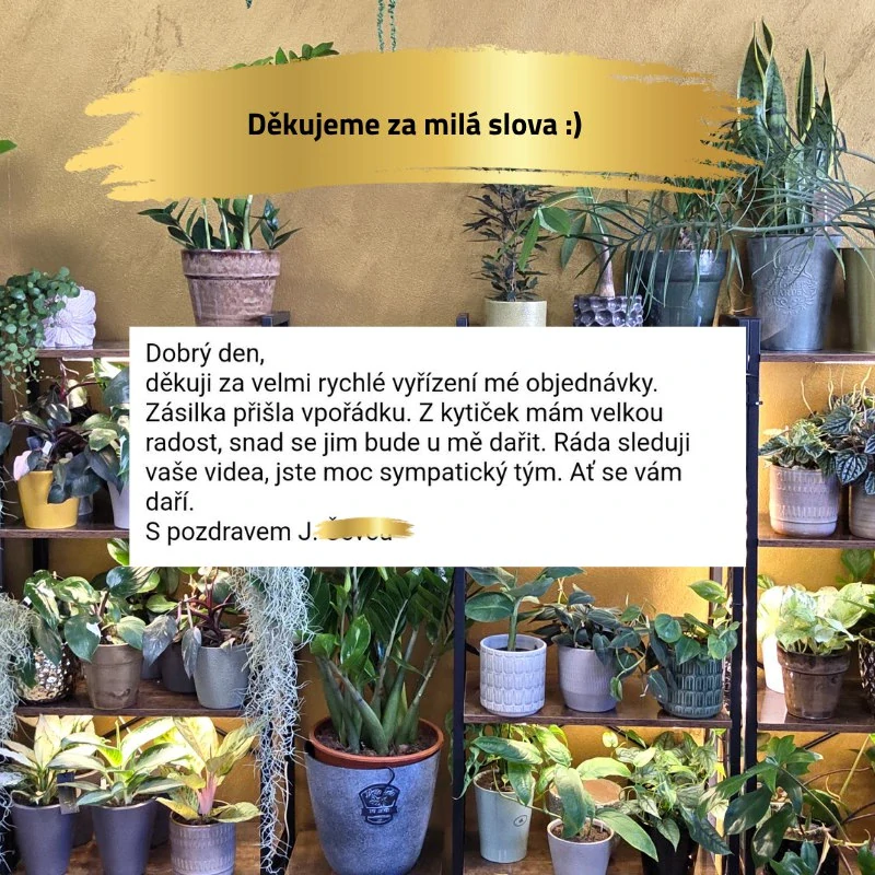 Mechová opora průhledná M 35 cm bez výplně