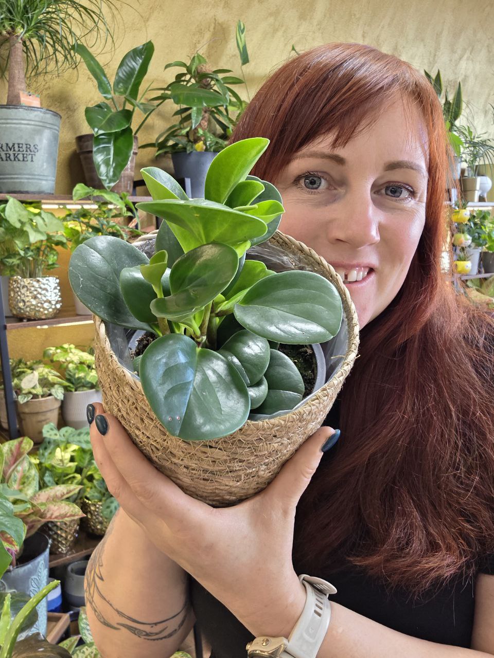 Peperomia Obtusifolia 14 cm