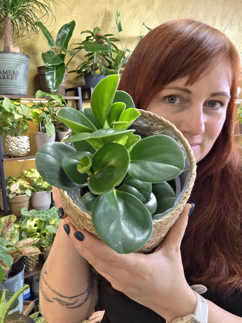 Peperomia Obtusifolia 14 cm