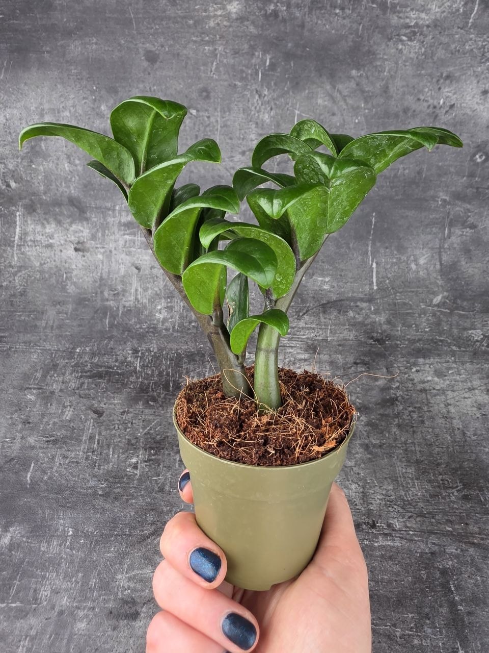 Zamioculcas Zamiifolia Zenzi 9 cm