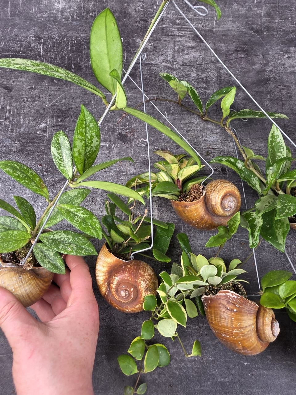 Hoya ve šněčí ulitě možnost vlastního výběru