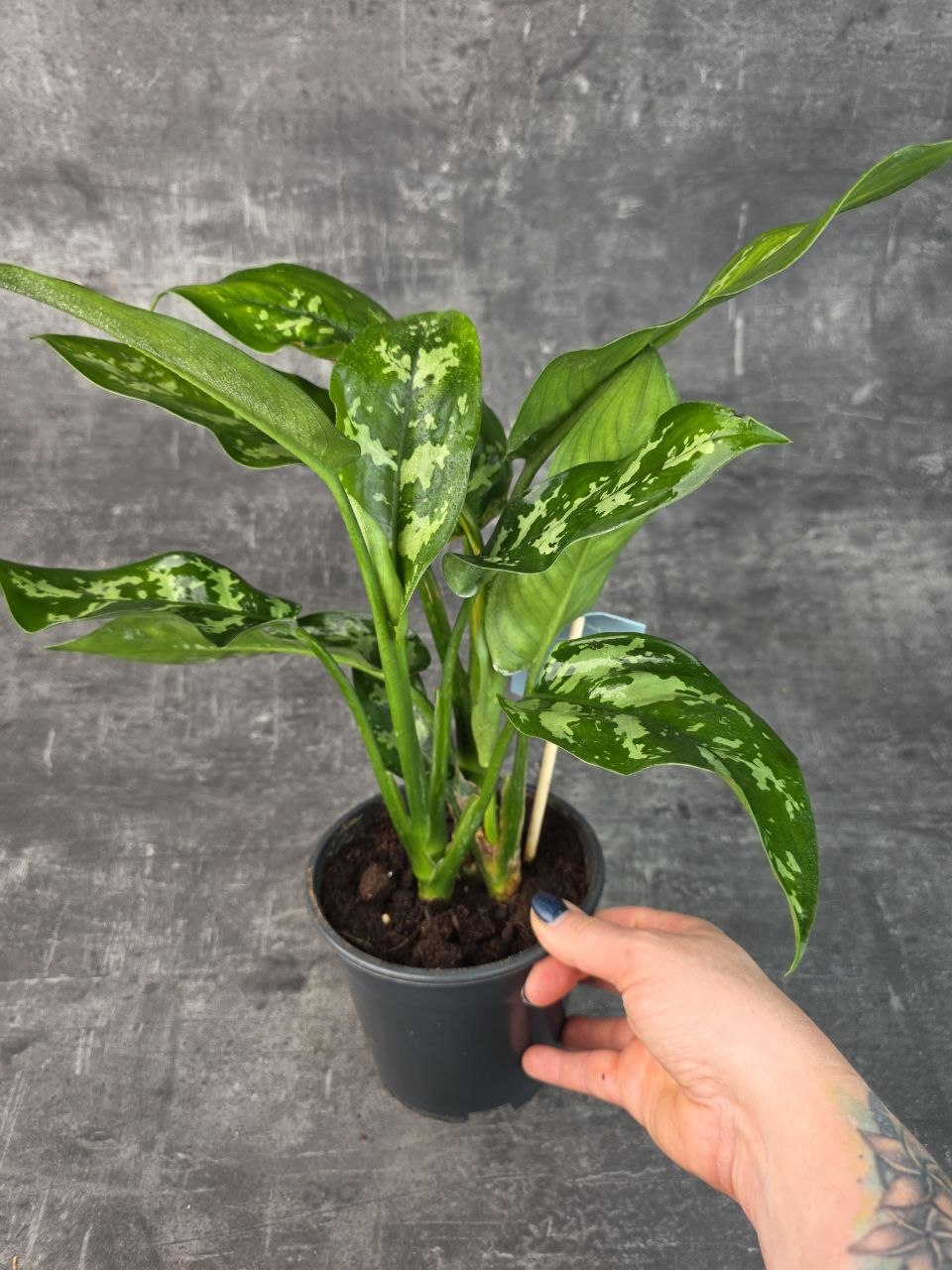 Aglaonema Maria 14 cm