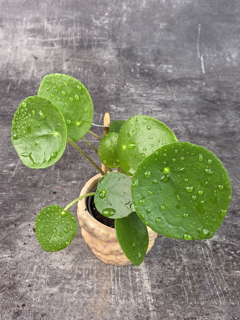 Pilea Peperomioides mini