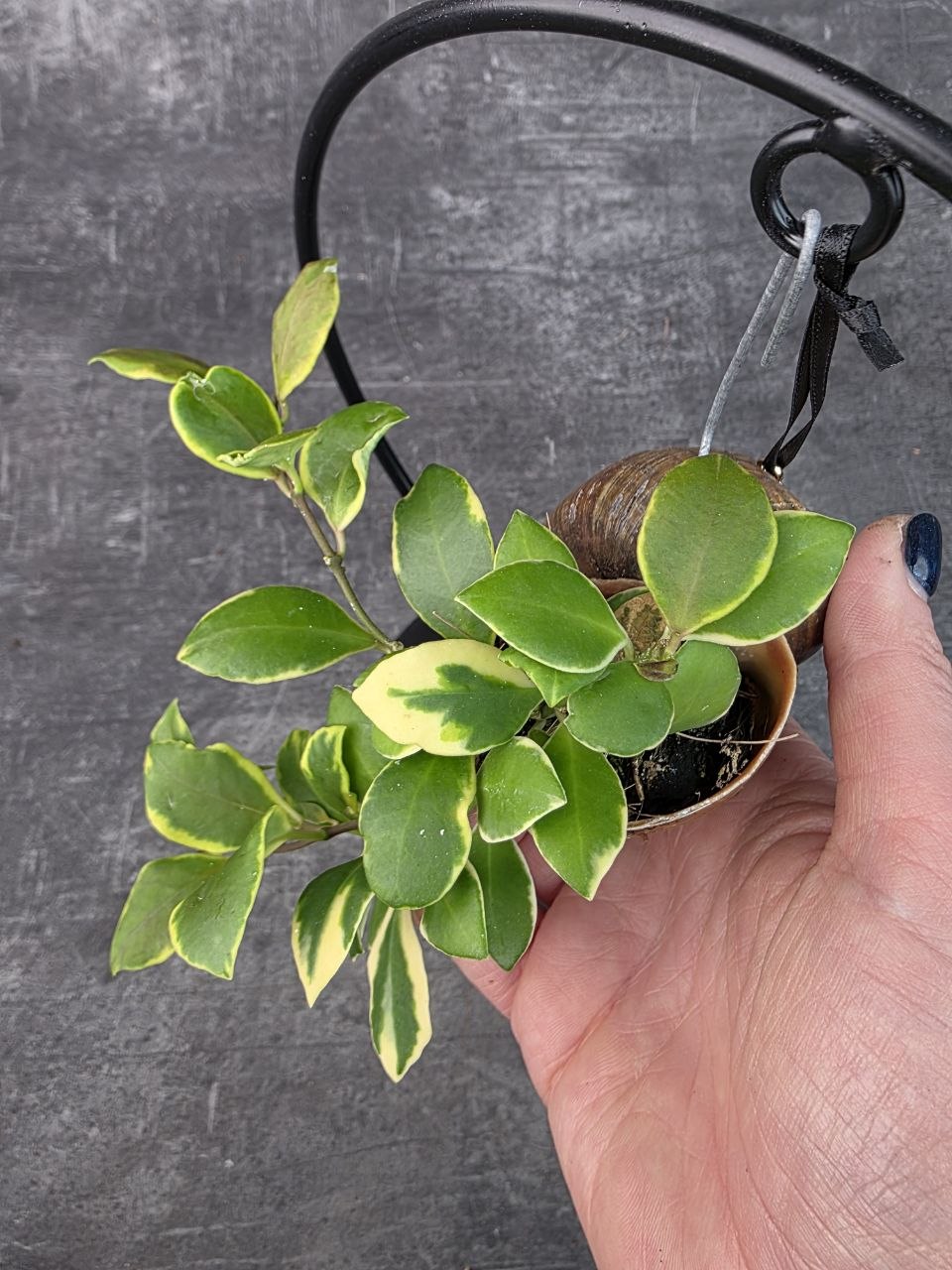 Hoya ve šnečí ulitě a černém kulatém stojanu Hoya heuschkeliana variegata (3)