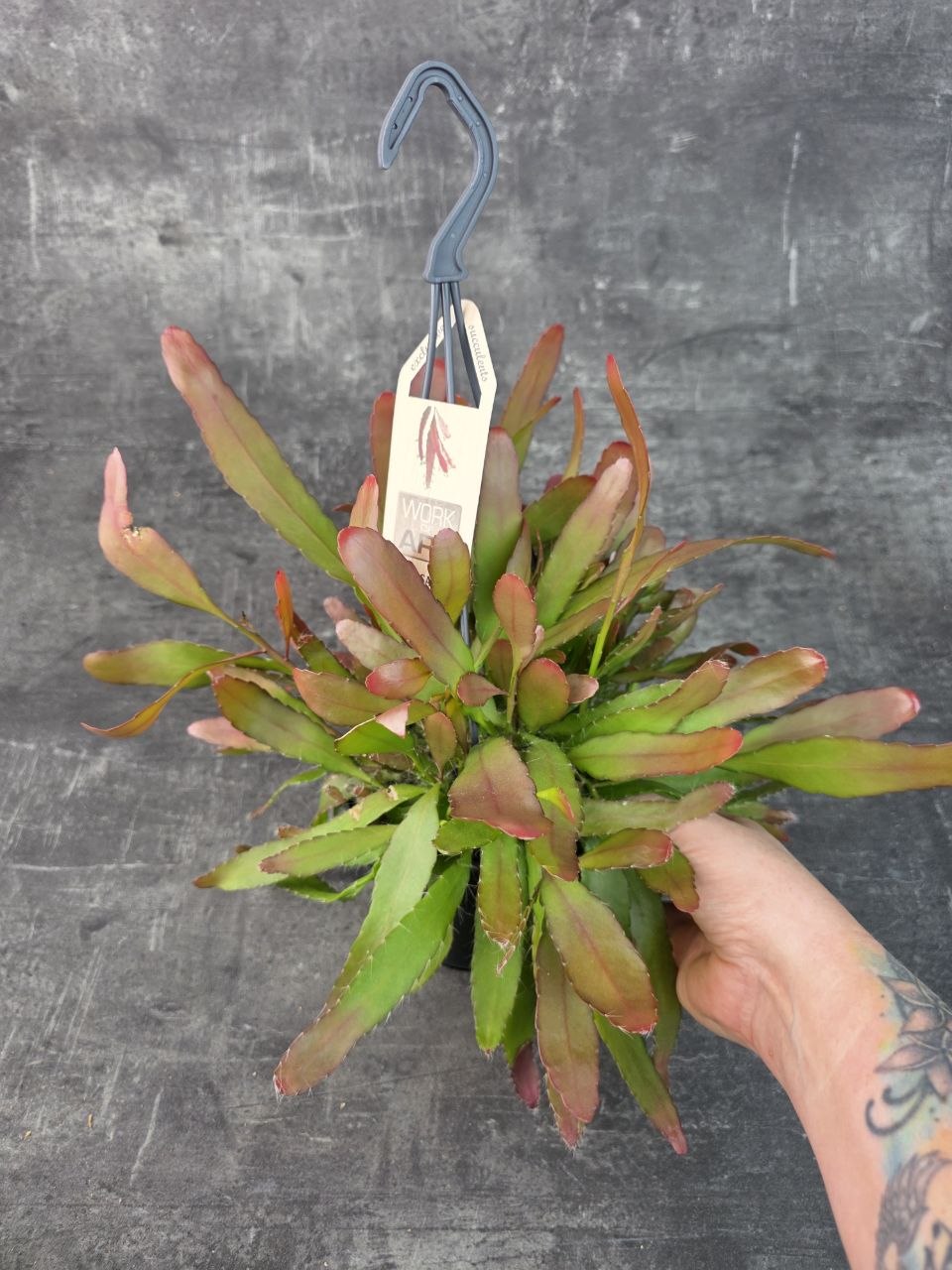 Rhipsalis Red Coral závěs extra vybarvený