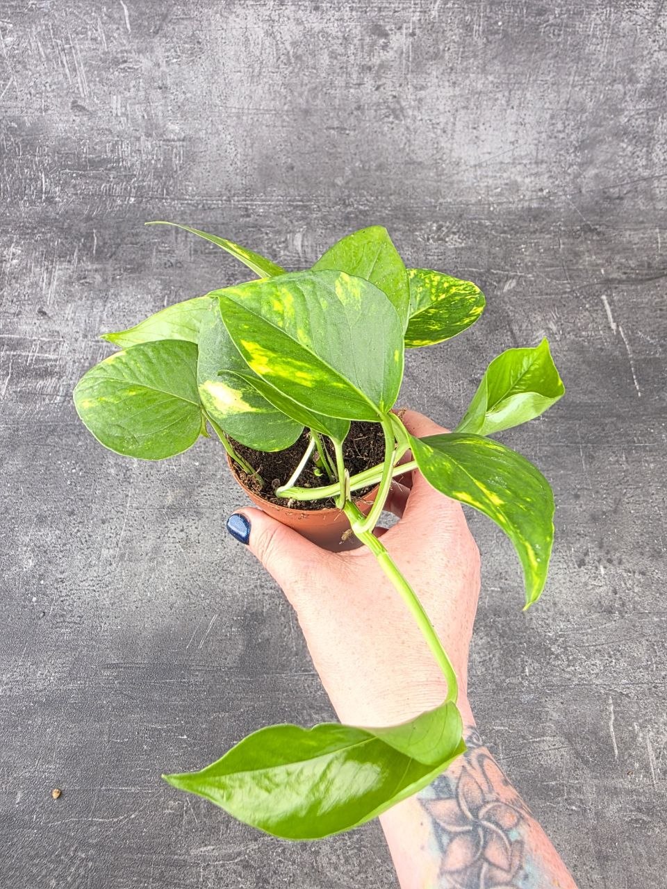 Epipremnum Auerum 8,5 cm