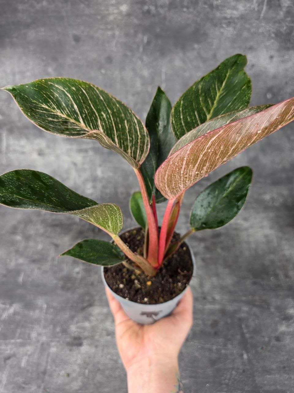 Philodendron Pink Birkini 12 cm