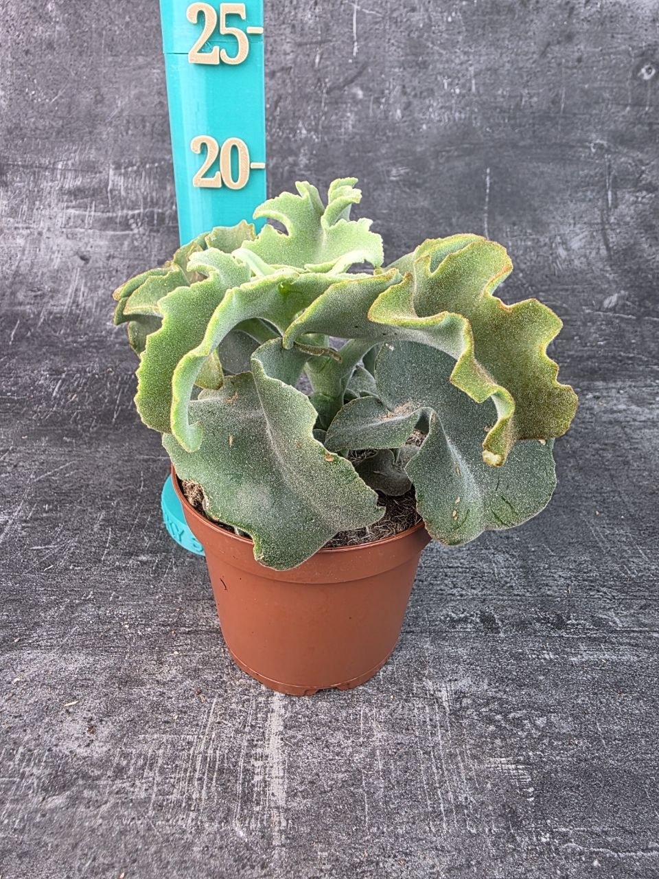 Kalanchoe Maltese 12 cm