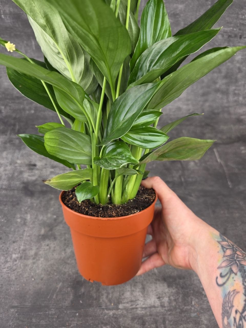 Spathiphyllum Sweet xl