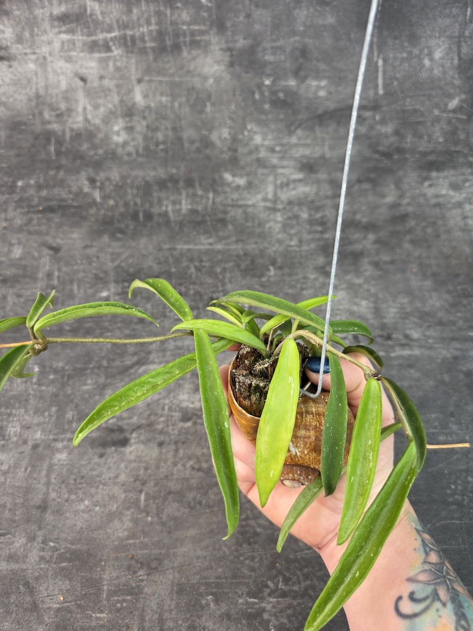 Hoya ve šnečí ulitě Longifolia 1