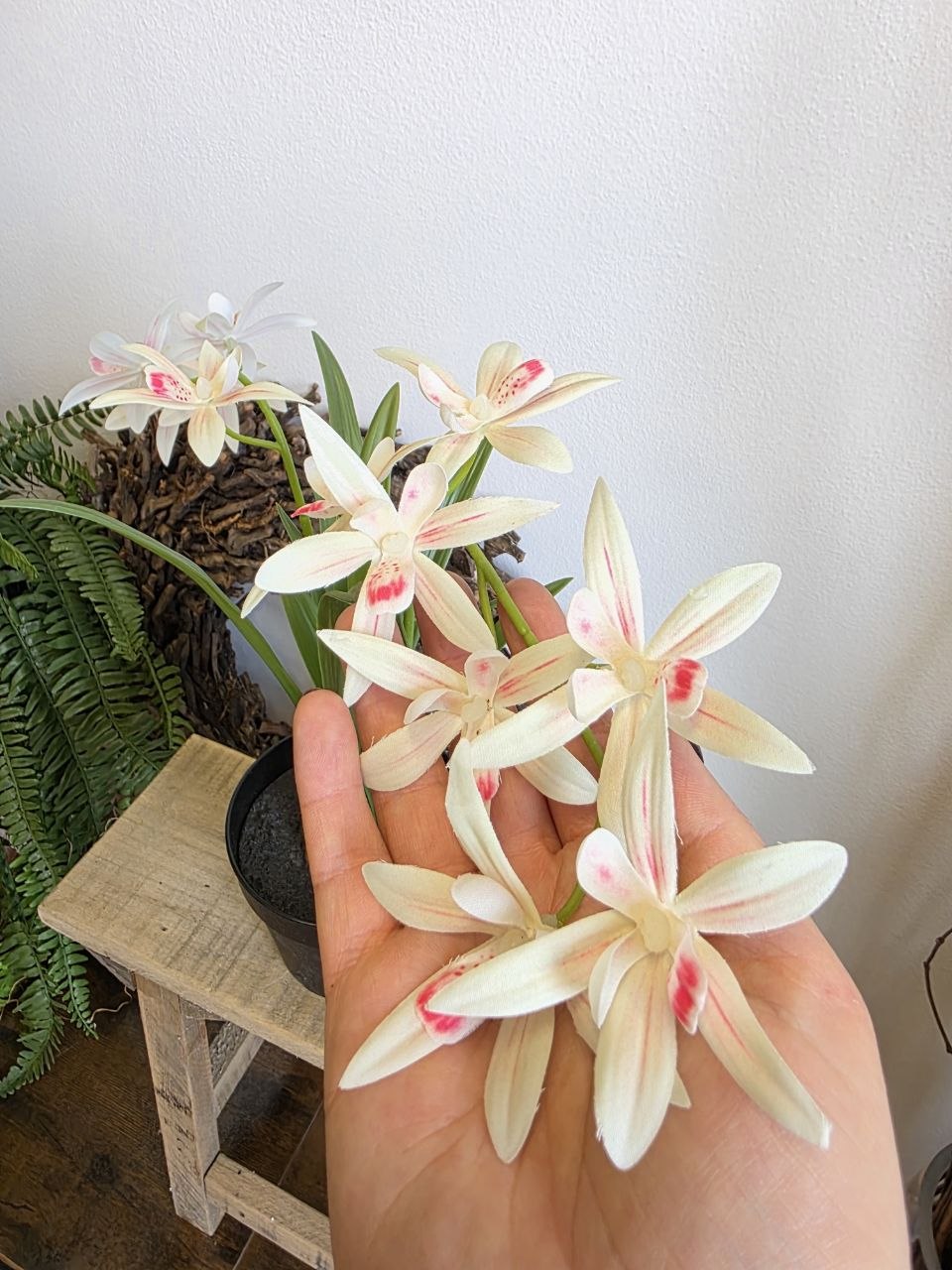 Imitace pokojová rostlina cymbidium