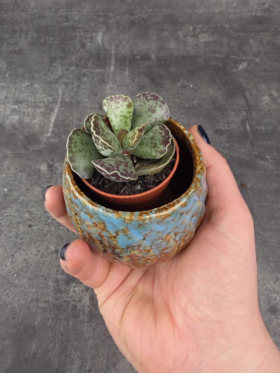 Adromischus cooperii