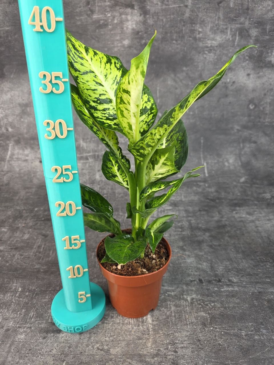 Dieffenbachia Sublime 12 cm