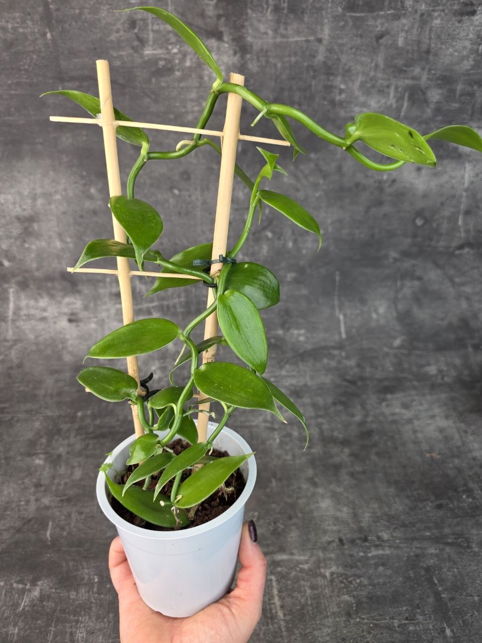 Vanilla Planifolia na žebříku 12 cm