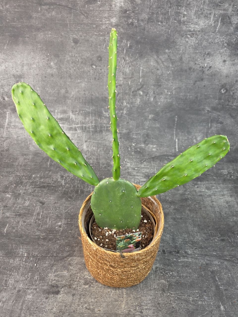 Opuntia 14 cm