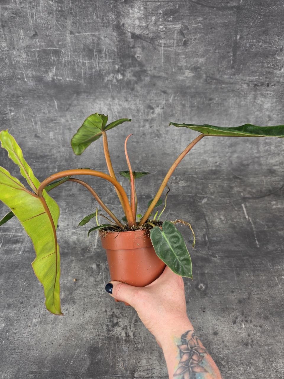 Philodendron Billietiae