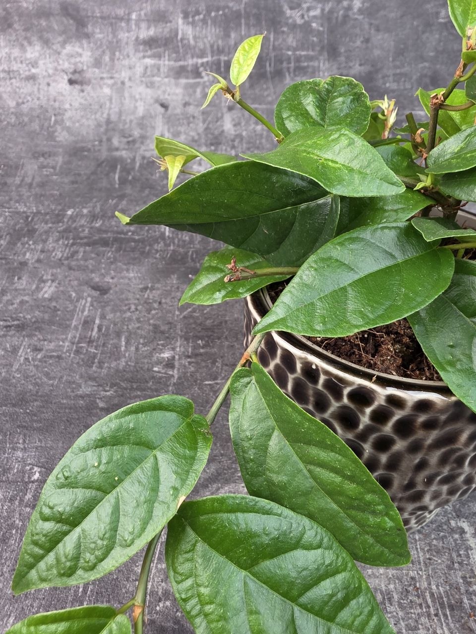 Ficus Sigittata