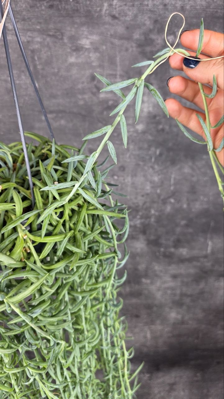 Senecio Radicans závěs  XXL